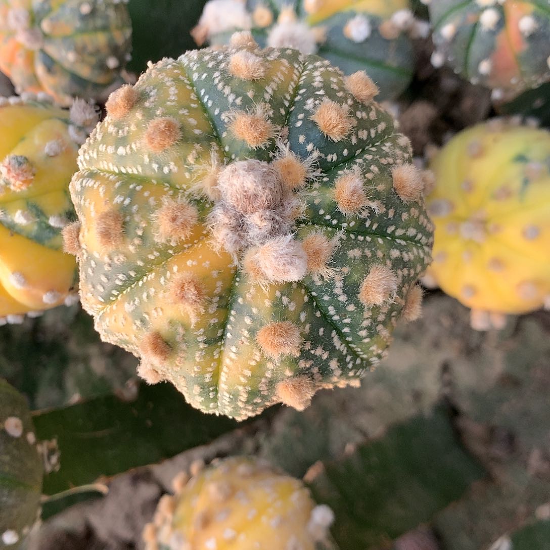 【闪购商品】?****¼一兜兜兜兜