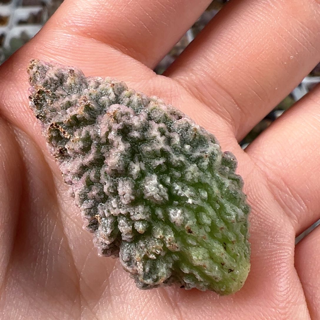 甘蓝叶子多肉植物水泡