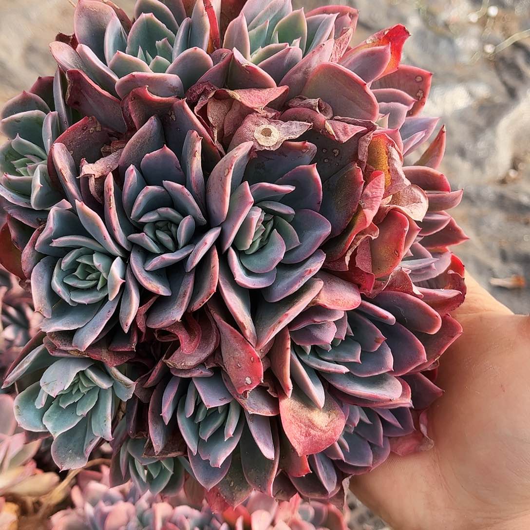 绮罗缀9.99多肉植物