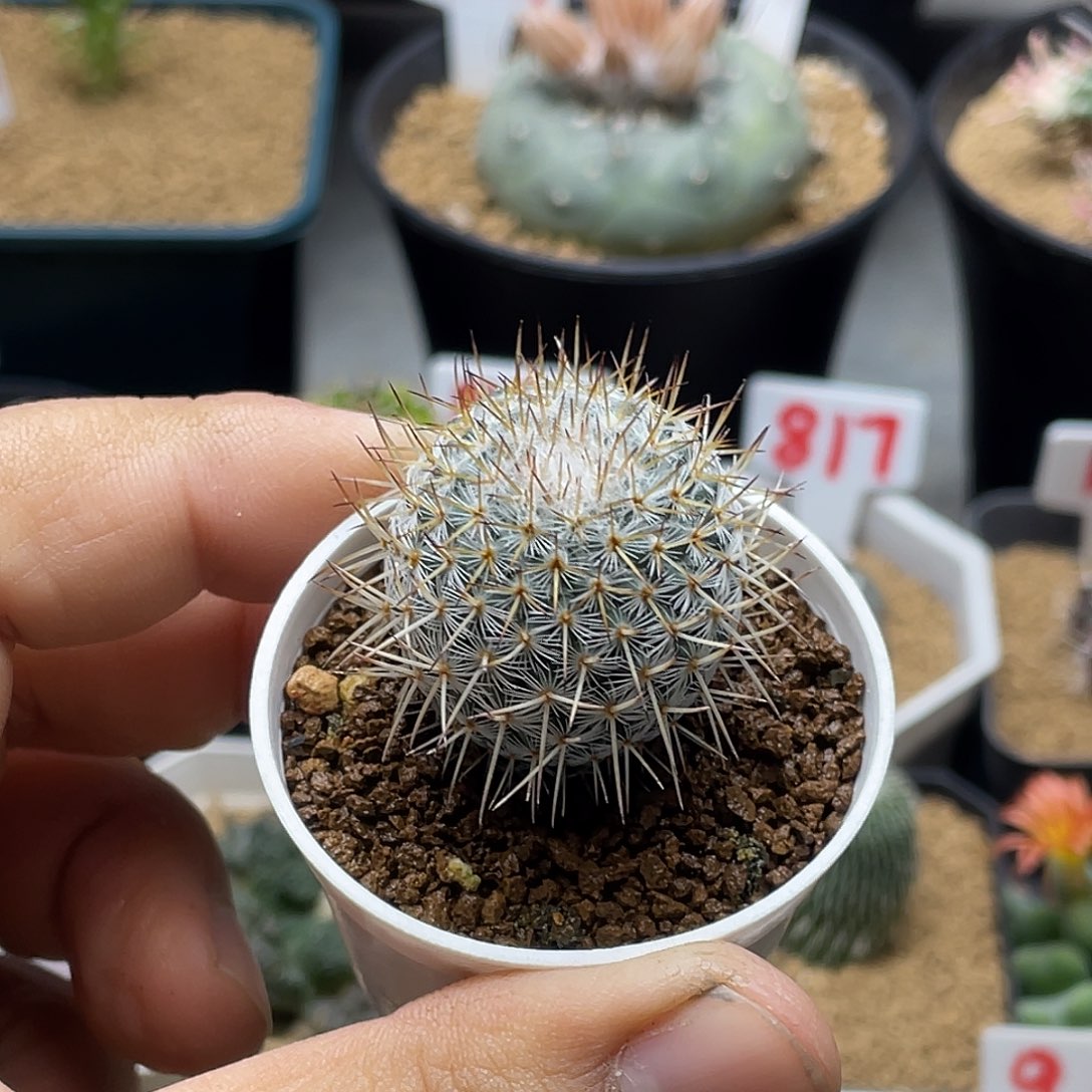 实生长刺白玉兔 脱土包邮