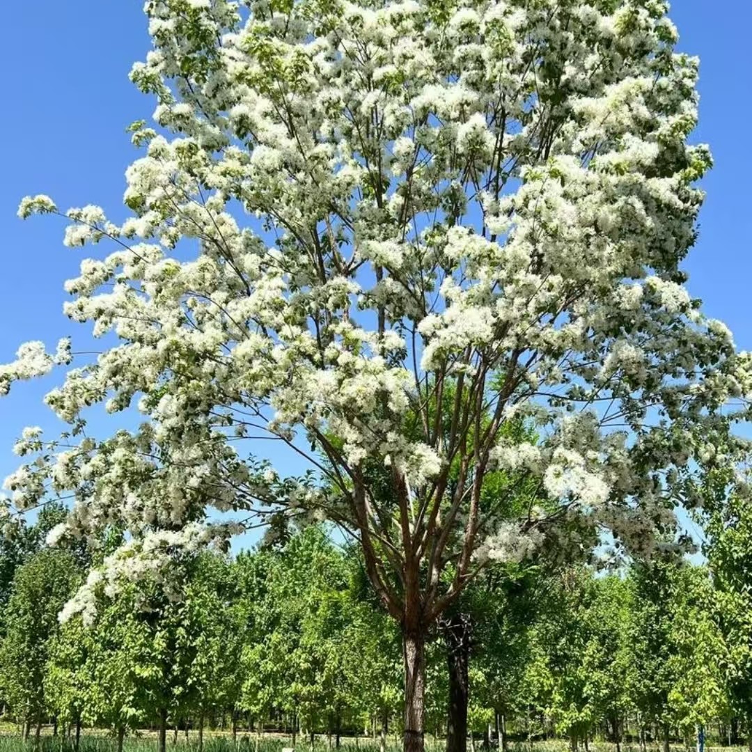 原生流苏树苗四月雪嫁接桂花砖木油根子庭院盆栽花卉绿化浓香型