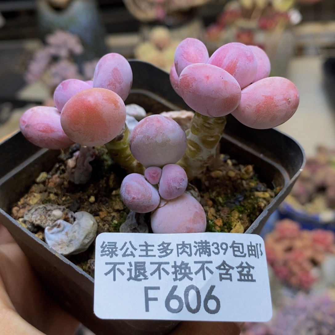 606蛋黄奶多肉4c m