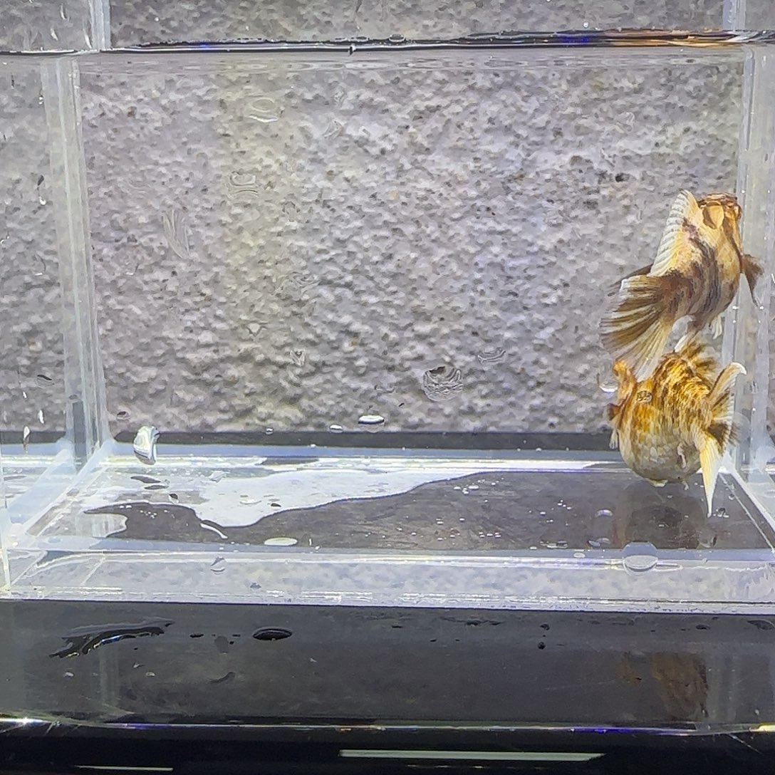 黑玛丽鱼金虎玛丽。75号