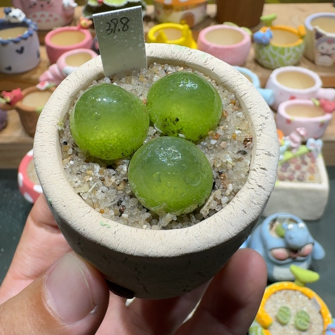 蘑菇1304灯泡多肉植物