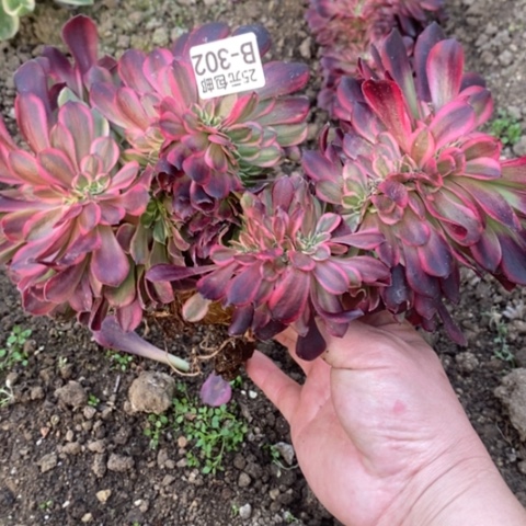 302美杜莎豹纹缀满25包邮多肉