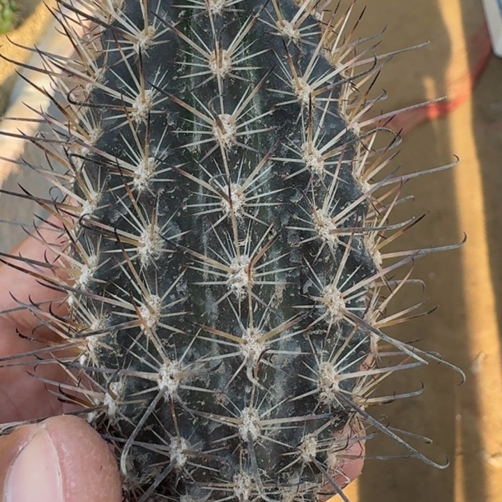 狼爪玉有根655555555