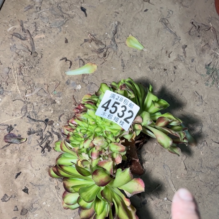 无根多肉植物韶华缀法师4538