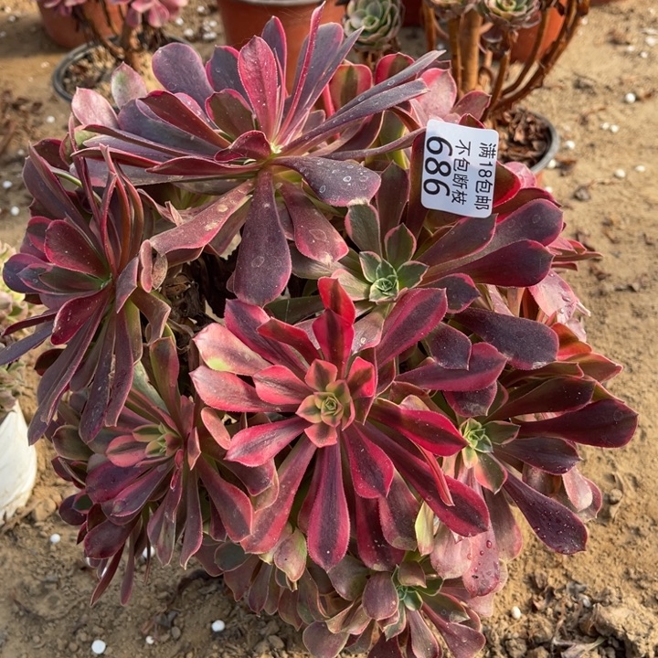 686金丝雀大绣球1