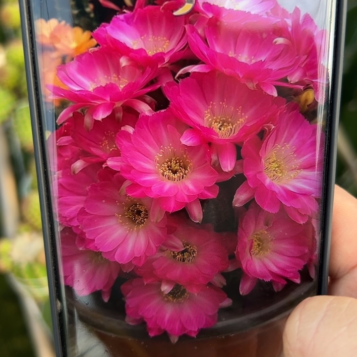 25白檀苏珊娜歪3个无根小侧芽20包邮