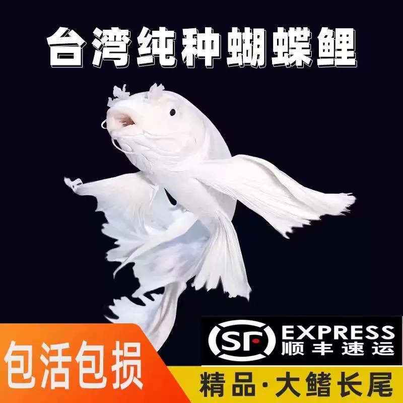 纯种蝴蝶鲤石膏白短球体22-24厘米精品观赏鱼饲养活体发货
