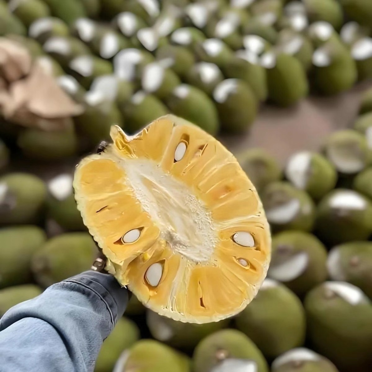 越南菠萝蜜【手挑精选双A果】老树自然成熟 香甜脆 提供去芯榴莲蜜越南社会主义共和国