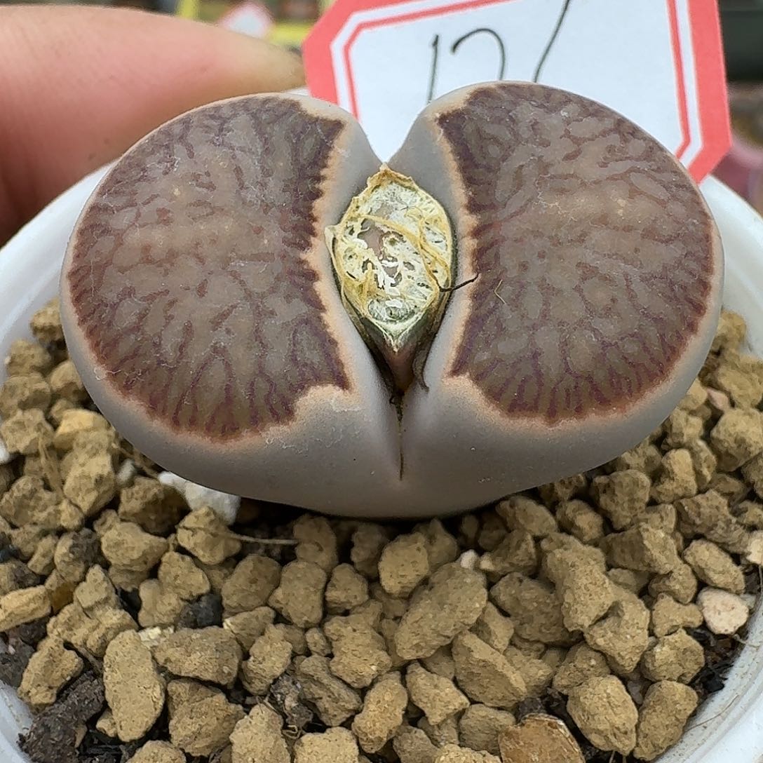 176多肉哈哈哈哈哈哈哈哈