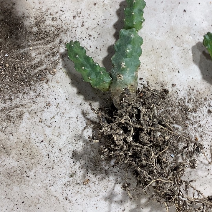 小株水仙情郎一棵