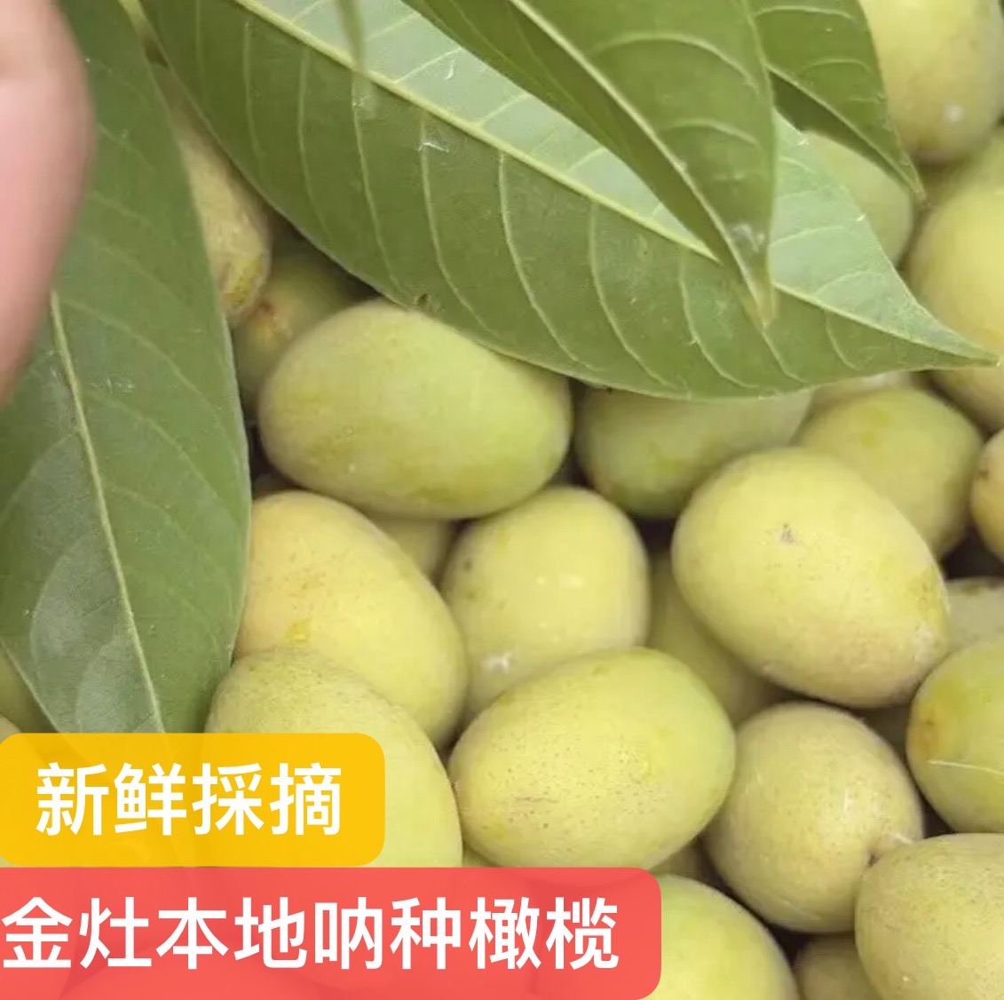潮阳金灶本地  呐种橄榄 1斤装