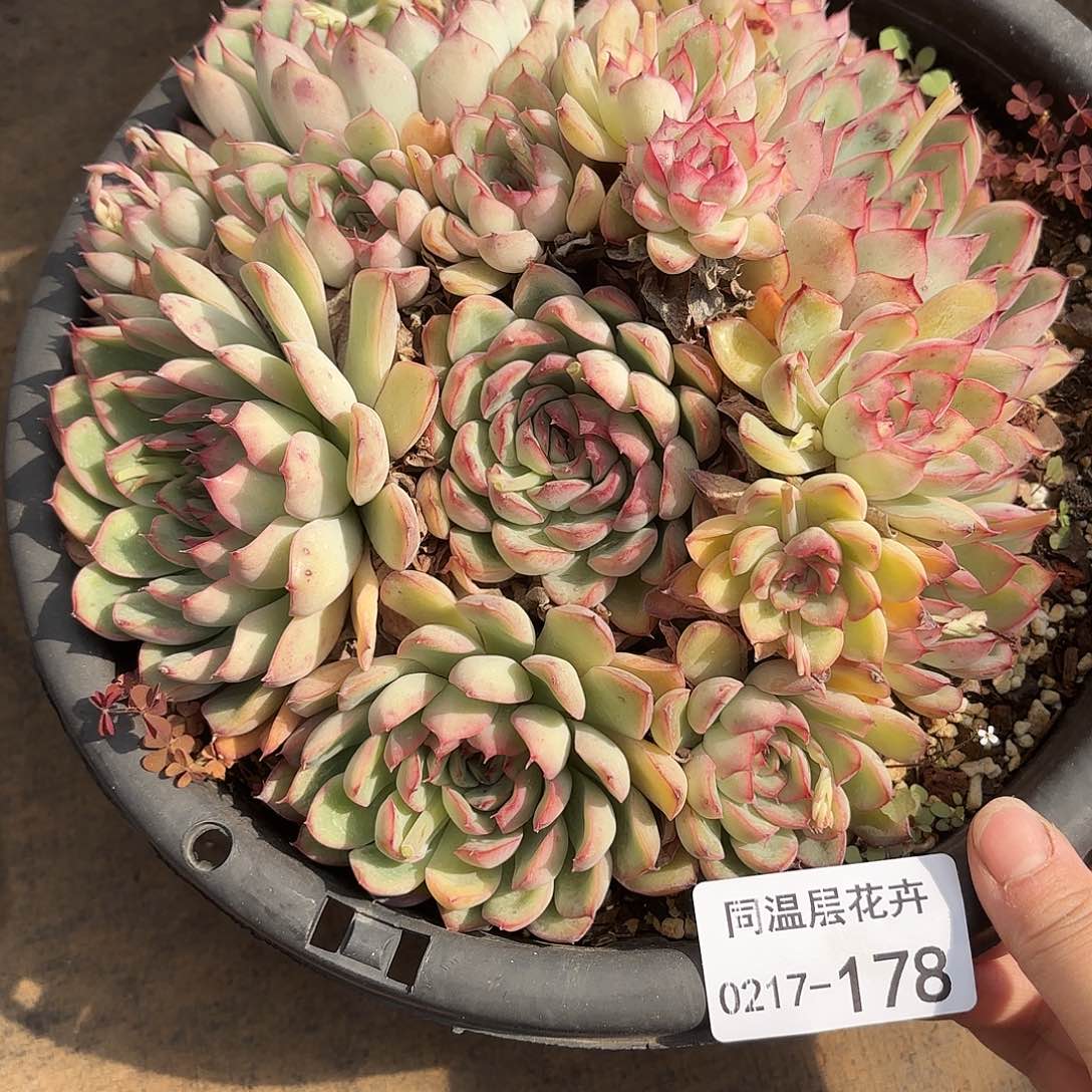 同温层多肉荷花178