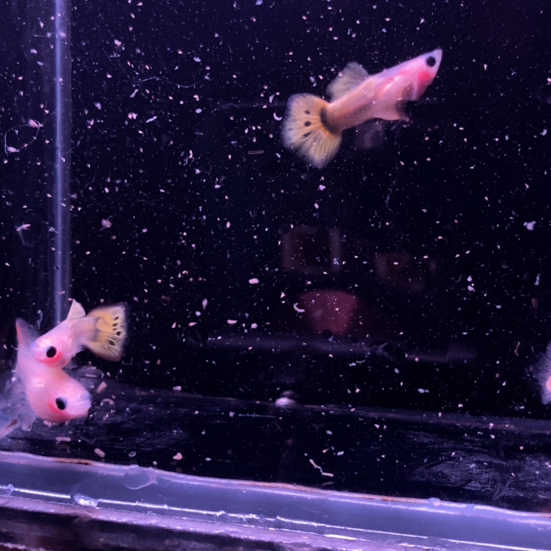 没***海孔雀鱼玻璃猫两对