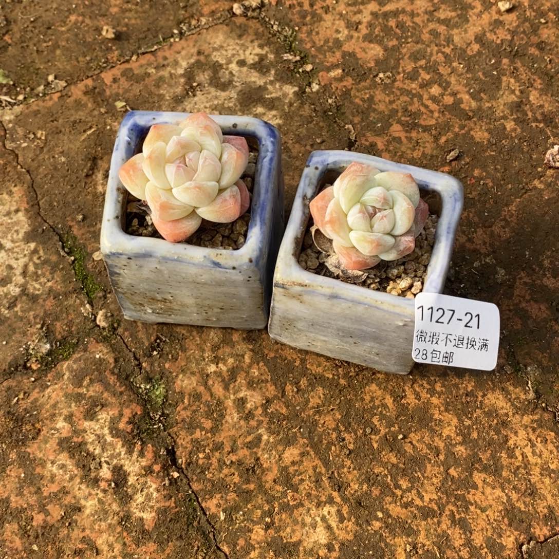 芝***糕21号多肉盆小可爱两个