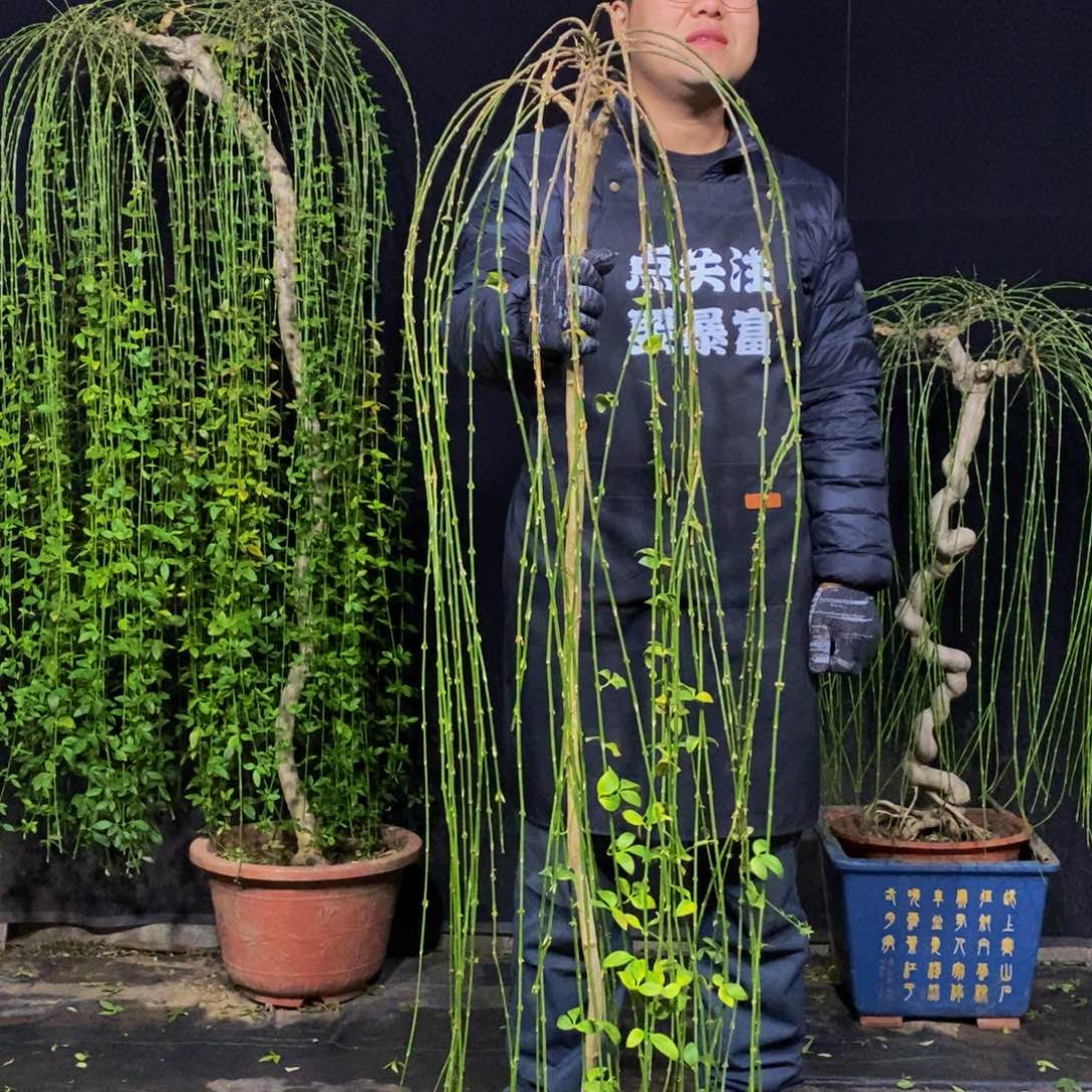 三台迎春，一物一拍，落叶