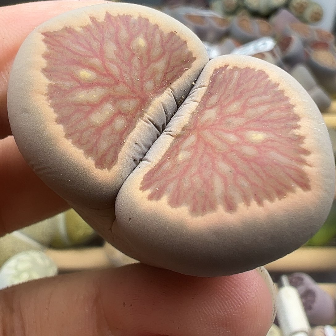 285超美有点腿福利血管菊