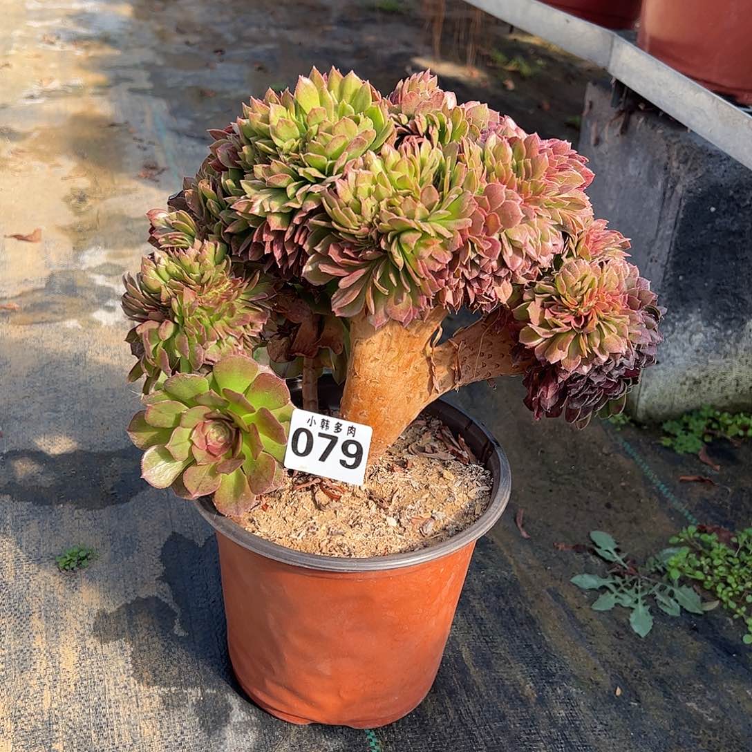 079万圣节缀化法师