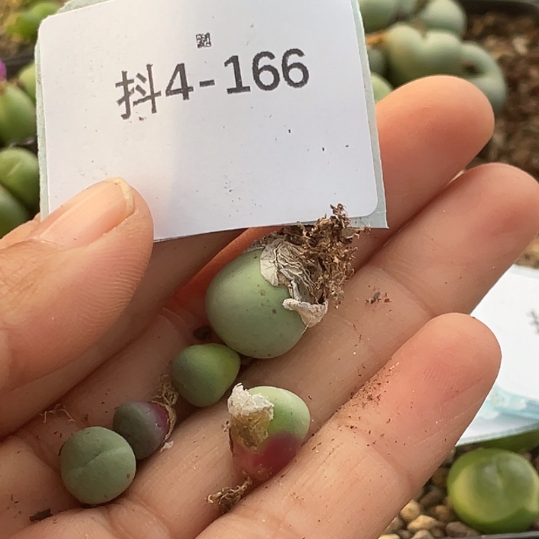 姬***君4-166肉锥多肉植物