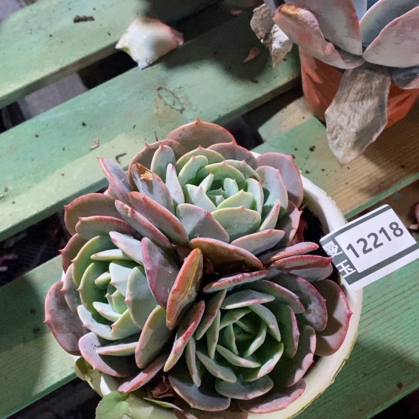 【闪购商品】蓝粉台阁12218