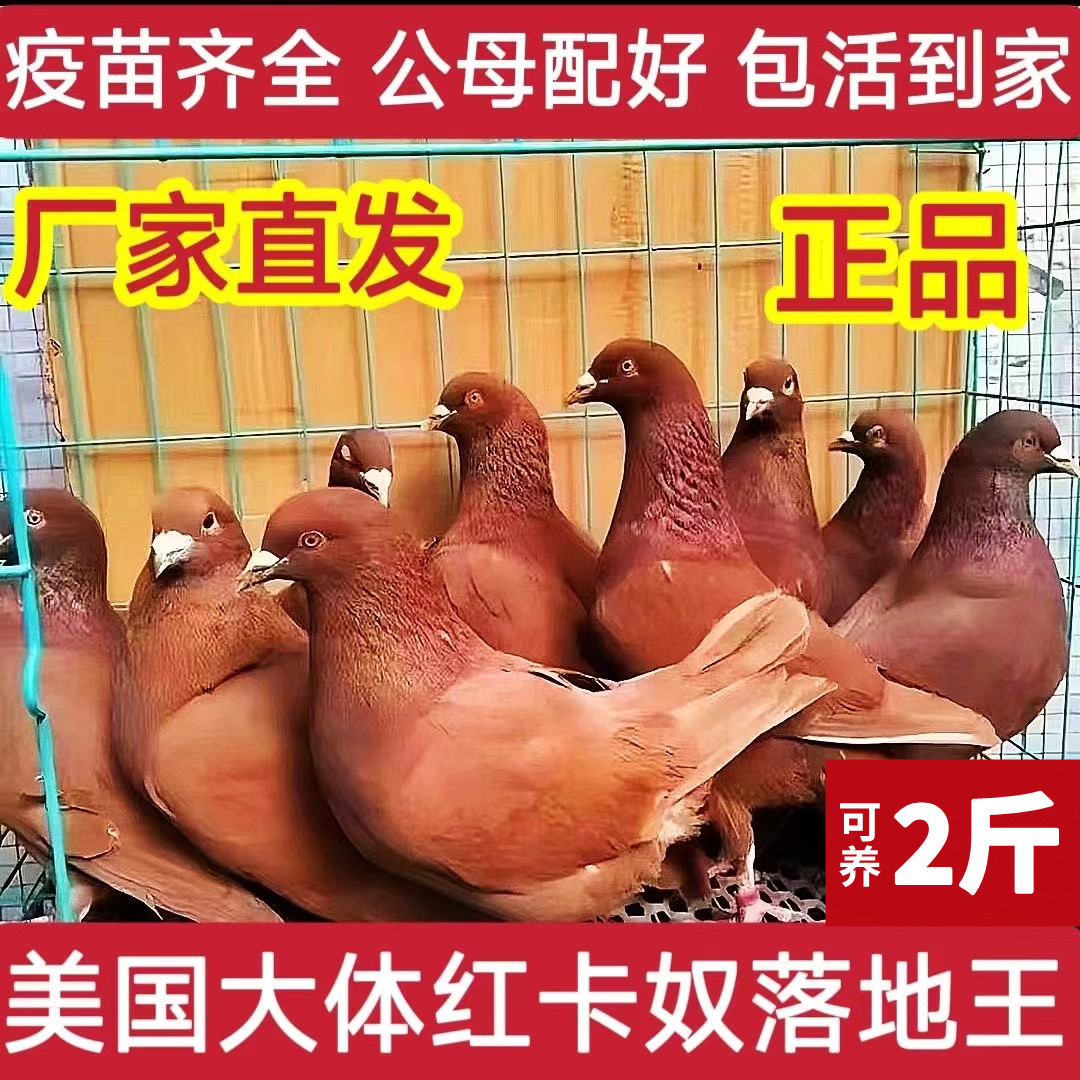 正宗元宝特大落地王鸽大体鸽子活一对公母种鸽下蛋观赏鸽鸽子批发