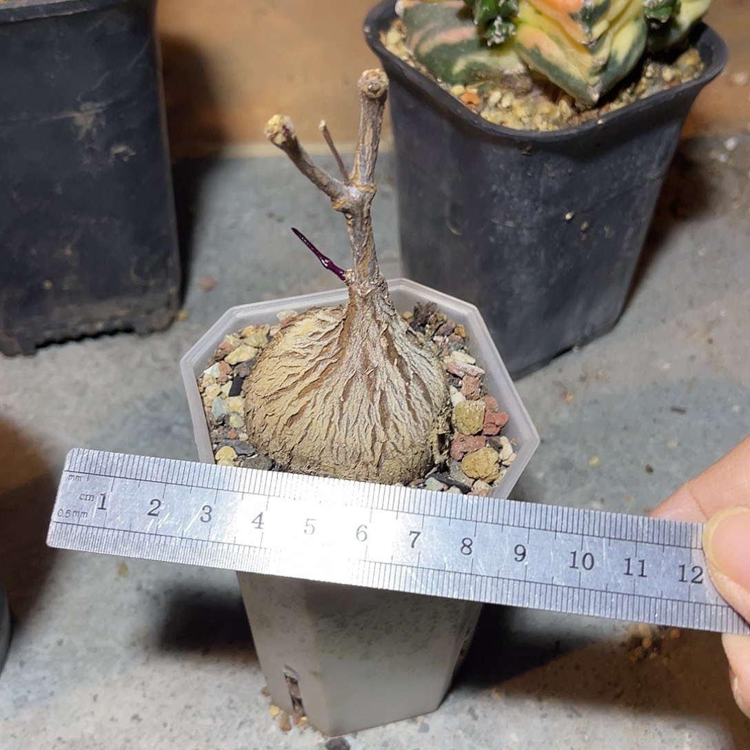 实生紫背萝藦一物一拍
