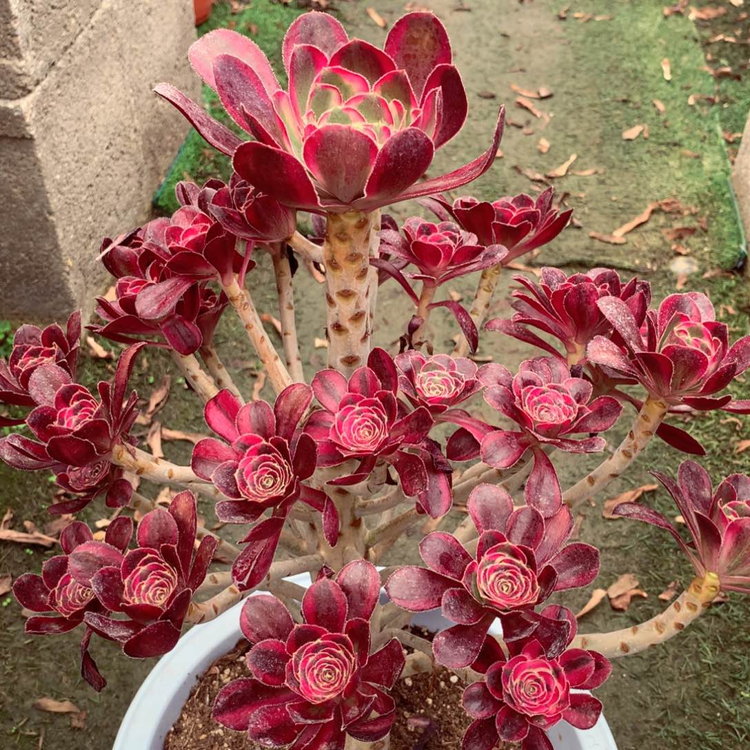 丽娜锦，杆子有点妖