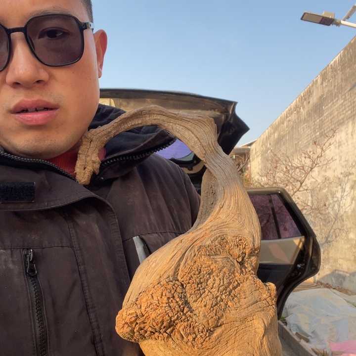 山***8柏木（崖柏）啦啦啦啦来来来