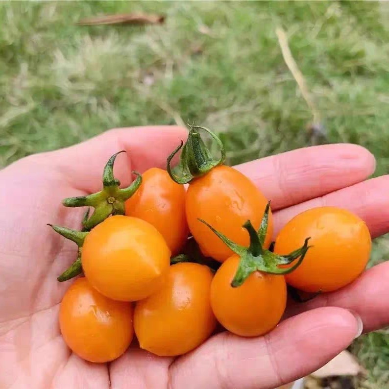 自家种植当季应季水果黄金圣女果小番茄酸甜可口爆汁包邮5斤装