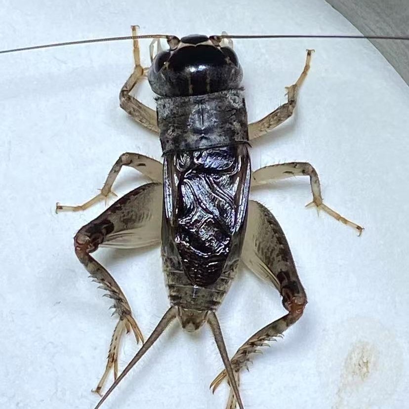 7号链接（90链接）蟋蟀