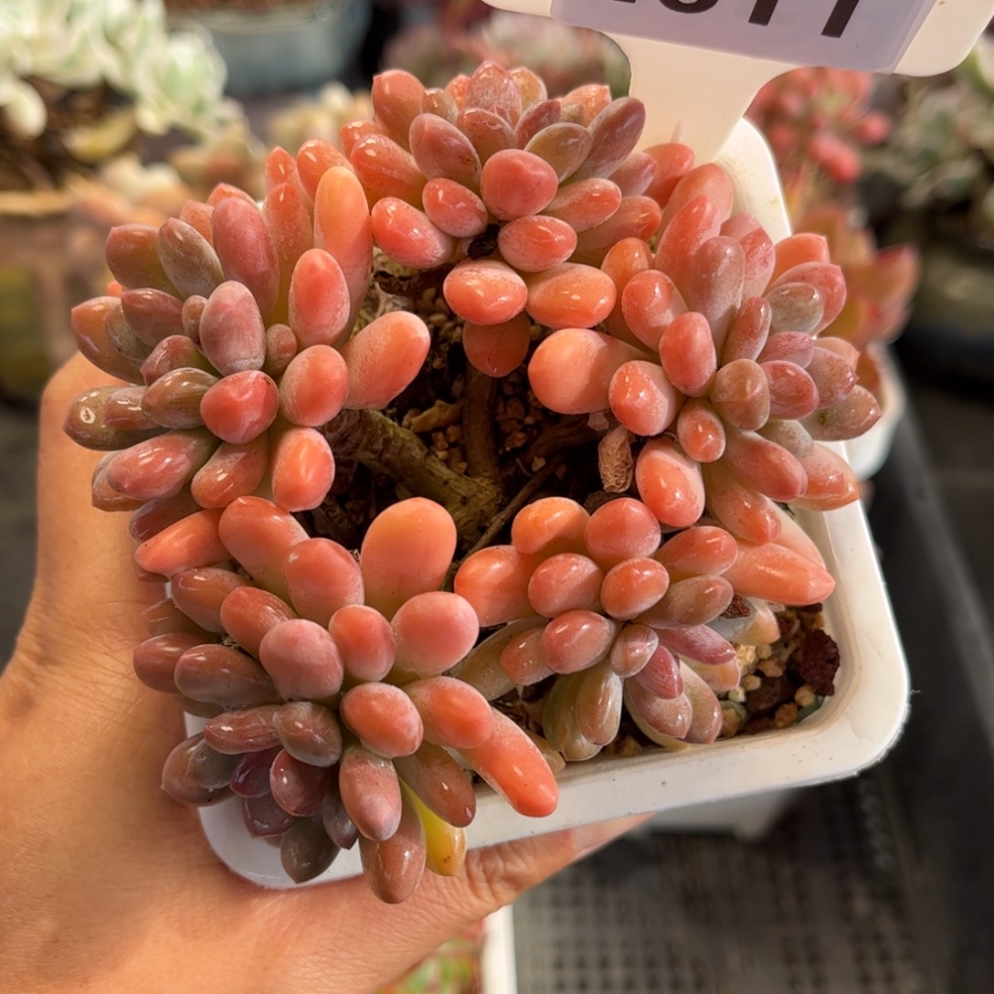 2611 满30包邮天冷地区必拍保温箱