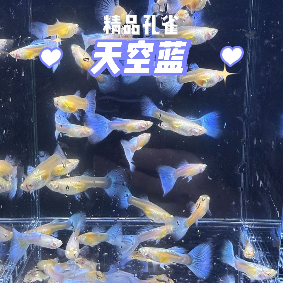 天空蓝孔雀鱼蓝白孔雀鱼小型热带观赏鱼耐活好养