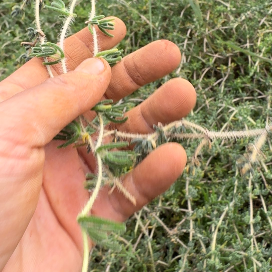 枝干番杏砍头6号箱子一箱子量拍