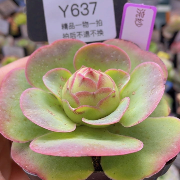 浣纱玫瑰一物一拍637