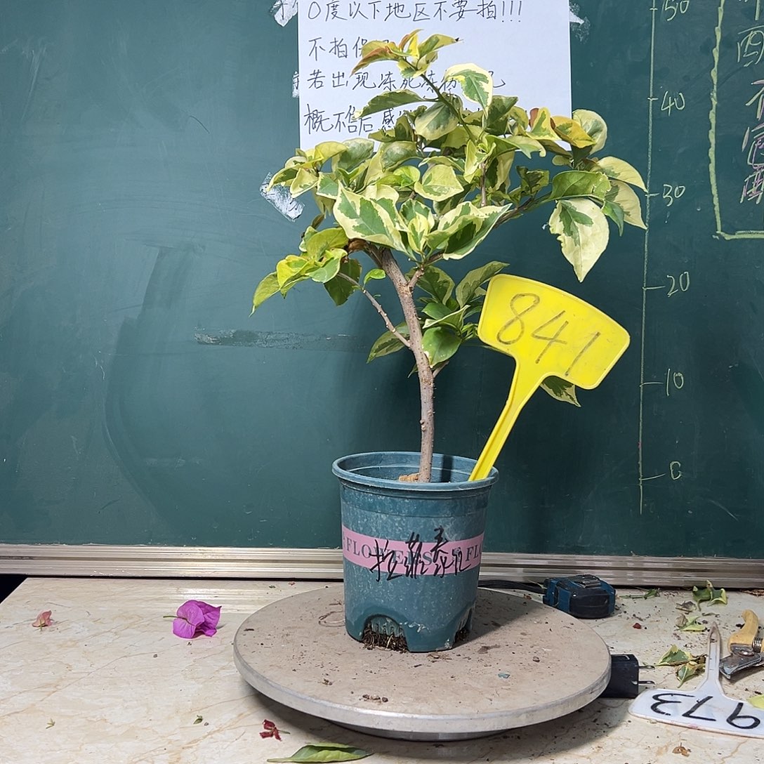 完全开放拉菲泰红 841