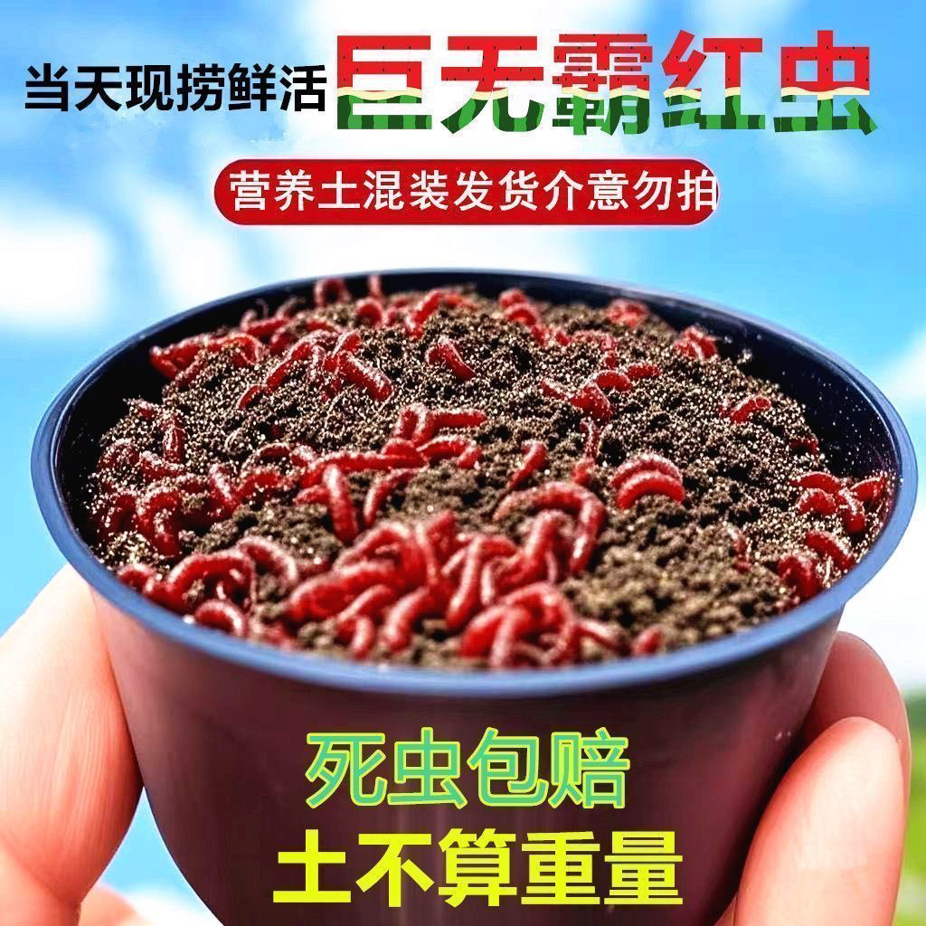 【挂钩特大号】顺丰快递/全国2天到/死虫包赔。