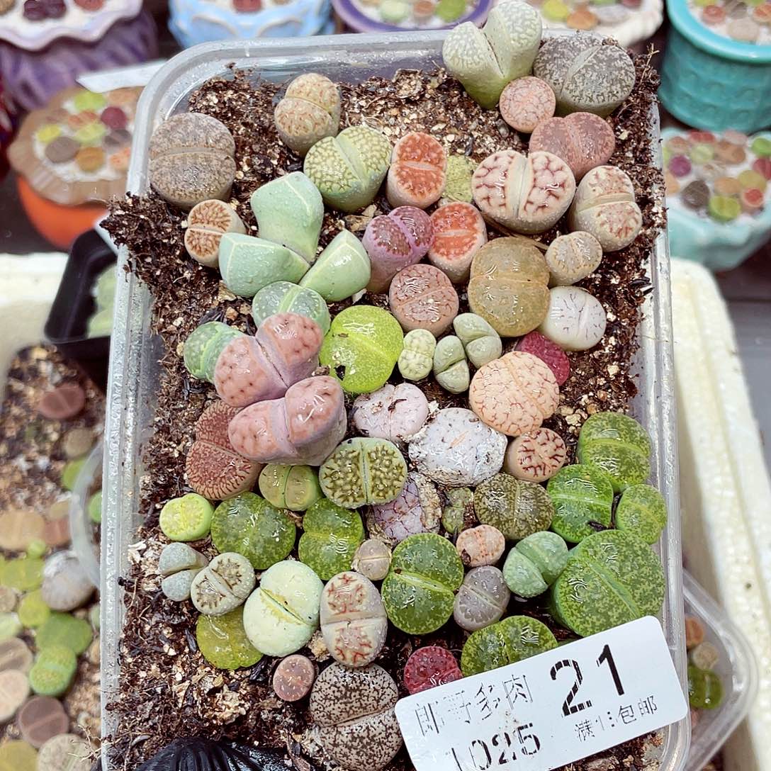 生石花满18包邮1025-21