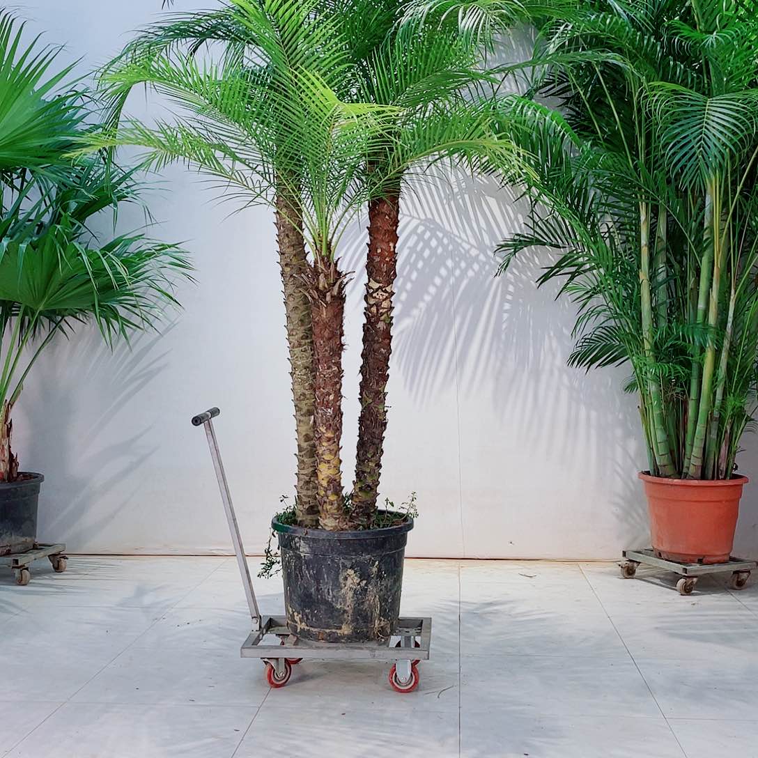 有***装234568900000099