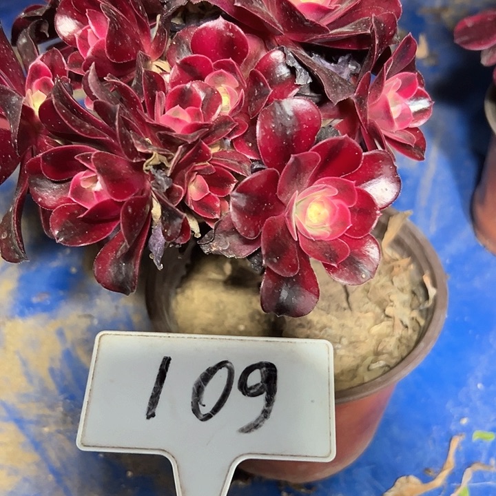 多肉植物美杜莎法师