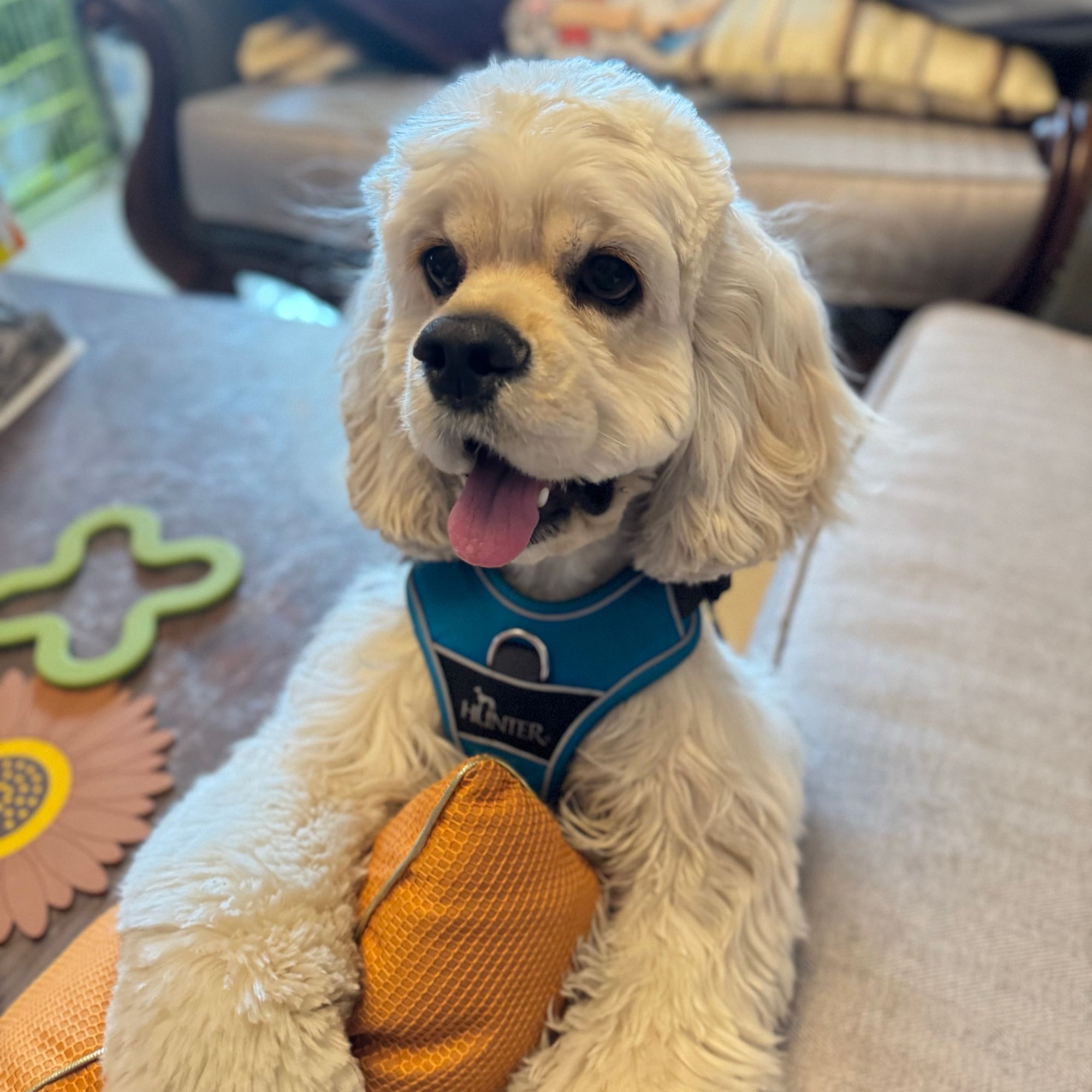 多米奢宠美卡活体链接