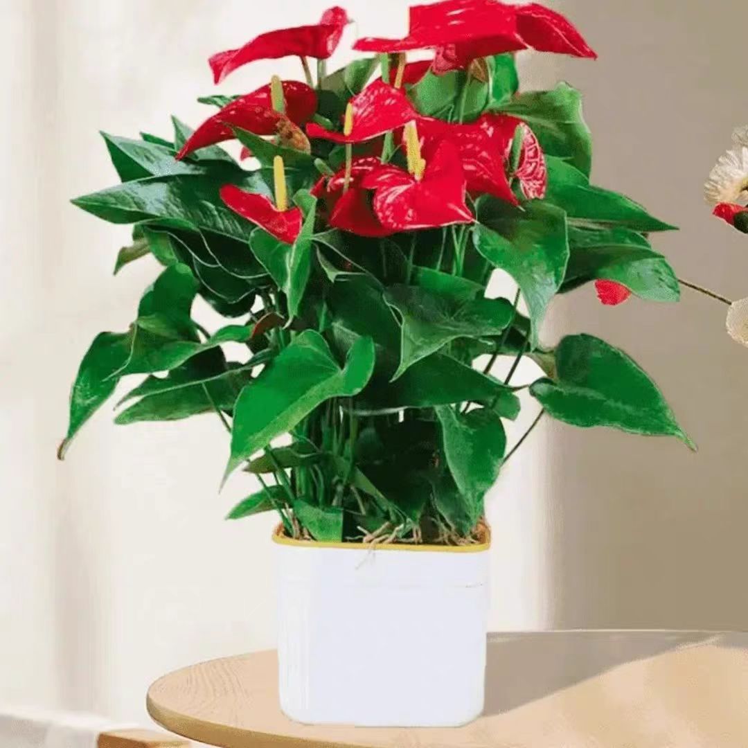 【大红掌带花发货】大盆红掌4—6朵花四季开花绿植花卉室内50—60cm