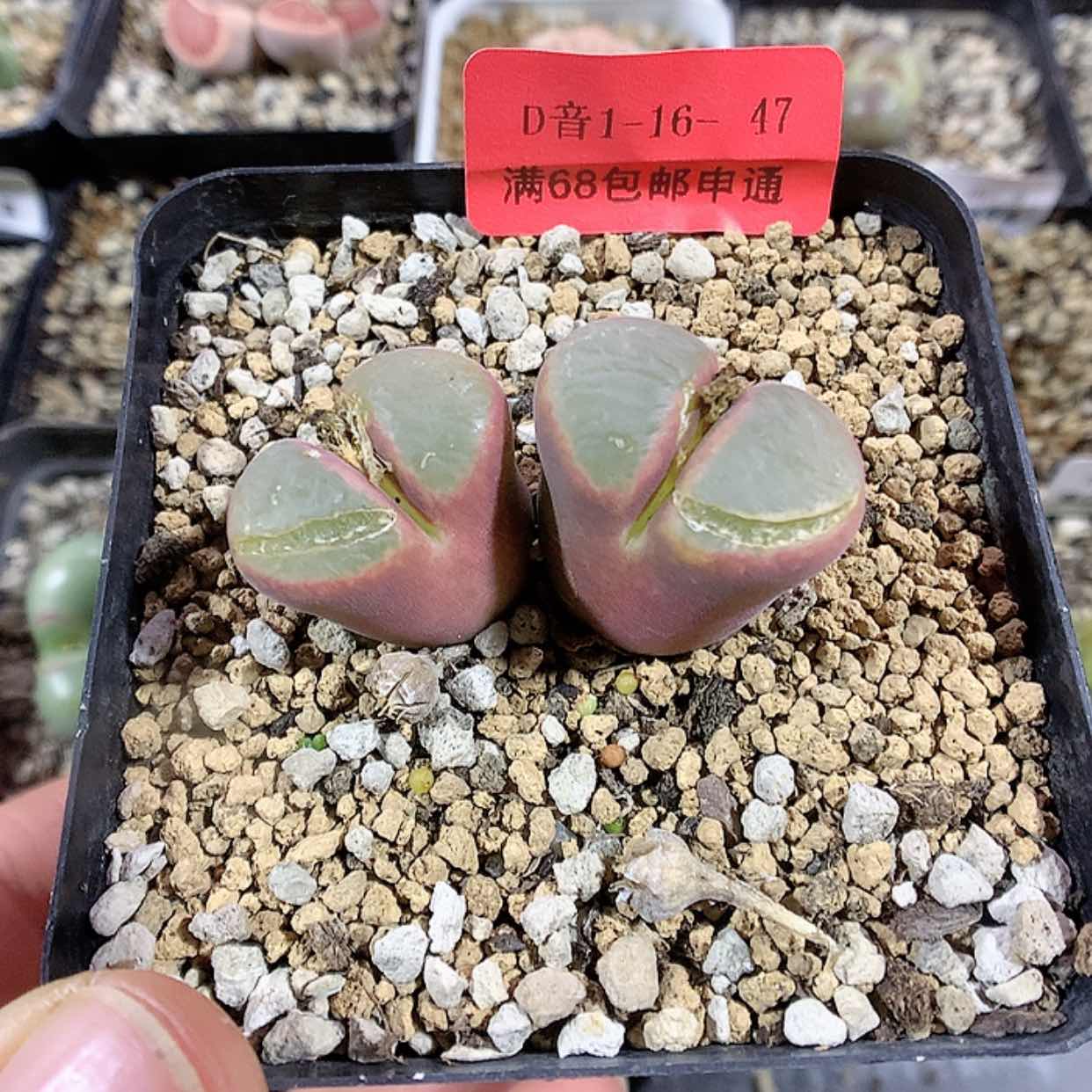 【闪购商品】1-16-47 瑕疵大眼睛 50