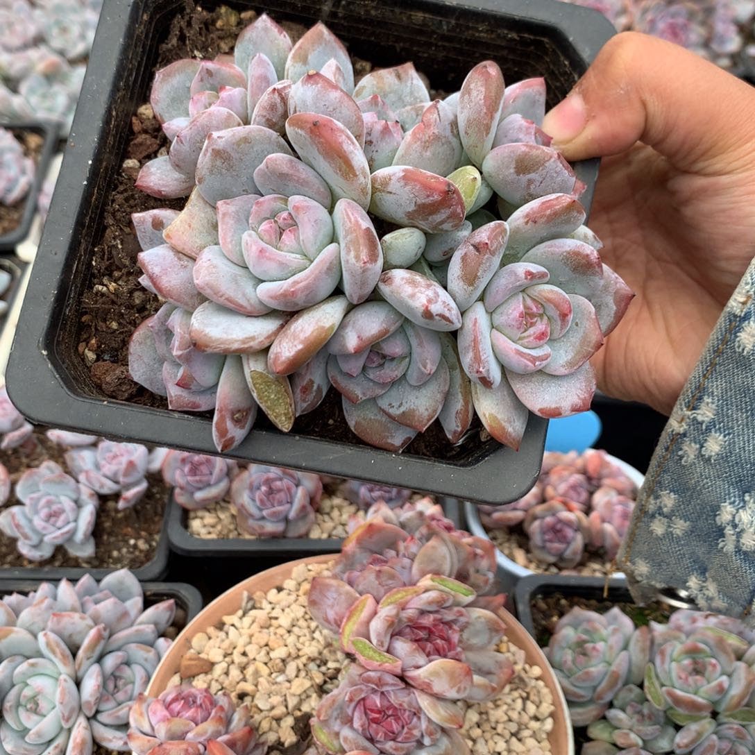 哈哈哈哈哈哈哈哈哈4