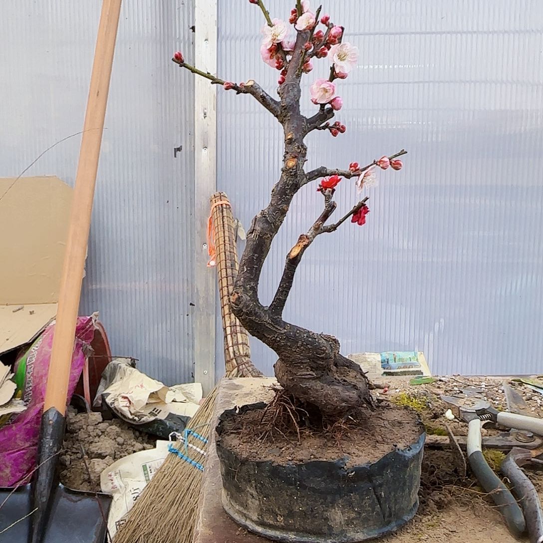 红陶那**华f g h j k l