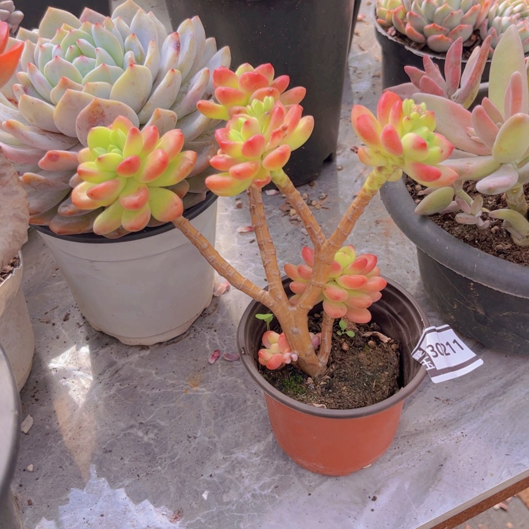 香格里拉朵朵多肉植物30211