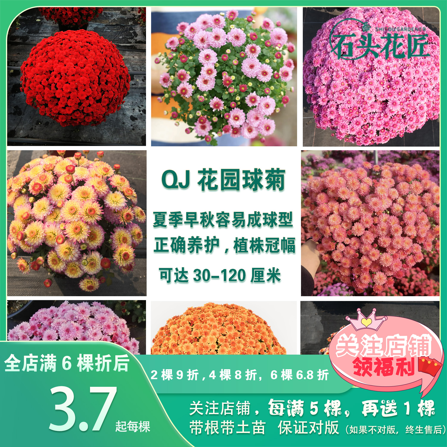 石头花匠50个品种 糖果甜心吉吉珊瑚球菊千头菊花苗耐寒耐热爆球