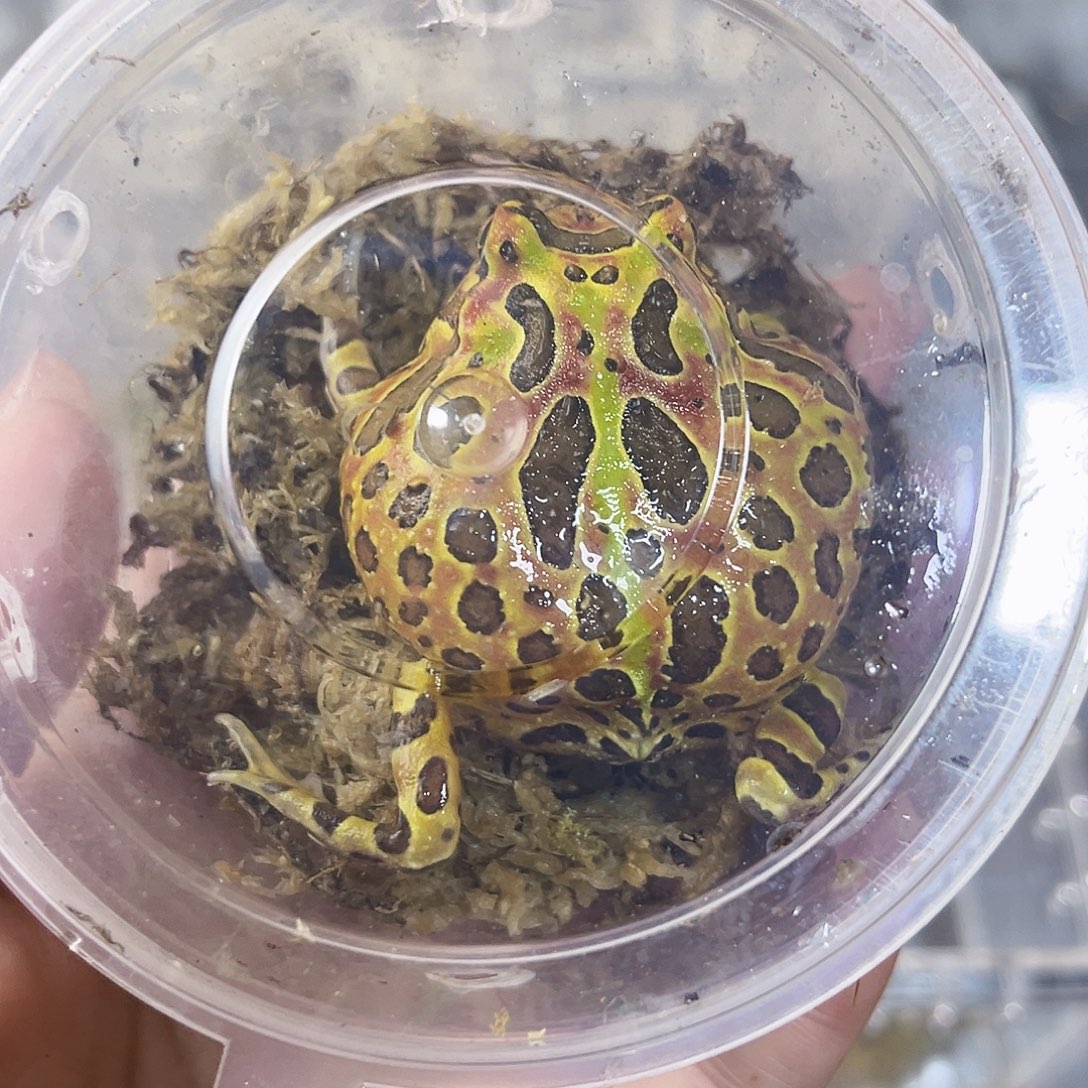 角蛙绿钟角专拍链接一只