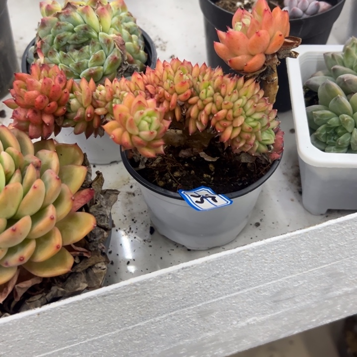 独***闲一物一拍绿意东云缀多肉35